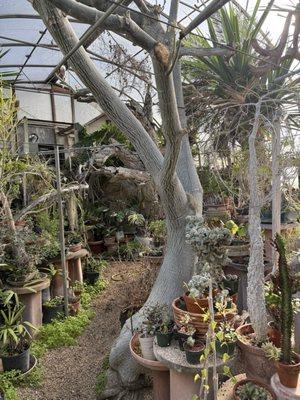 Mutschler’s Florists & Rare Plants