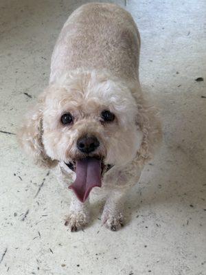 Slaters Moblie Dog Grooming