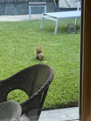 All City Animal Trapping