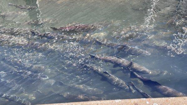 Mokelumne Fish Hatchery