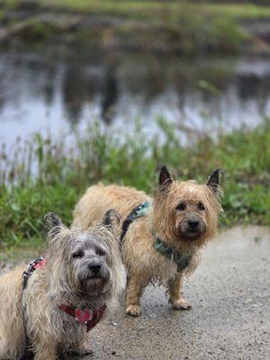 Berkshires Precious Paws Pet Services