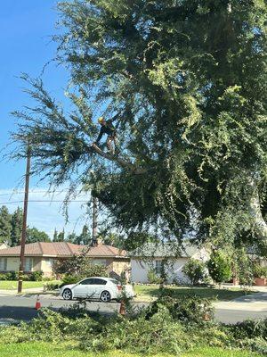 Raygoza's Landscaping & Trees