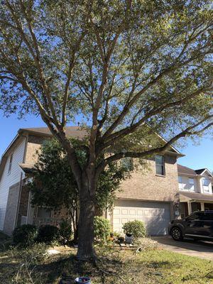Best Price Tree Service