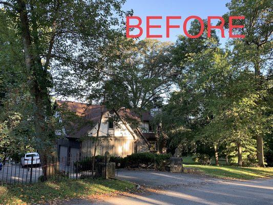 Martinez Tree Services