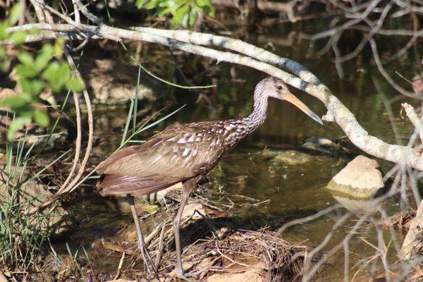 Kitching Creek Preserve