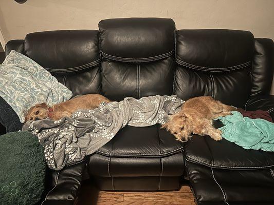 Bow Wow Meow - Menlo Park