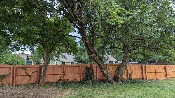 Complete Tree Care & Landscaping