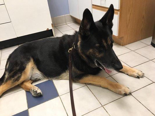 Brumley Veterinary Clinic PC