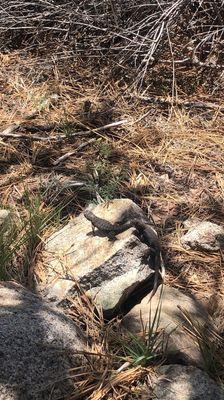 Woodland Interpretive Trail