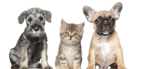 HanoverView Animal Hospital