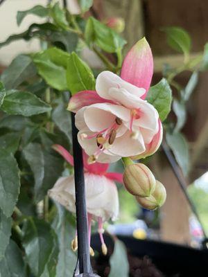 Daynabrook Greenhouse