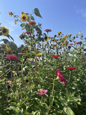 Knapton's - Raspberries Pumpkins & Orchard