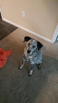 Doggie Walks Houston