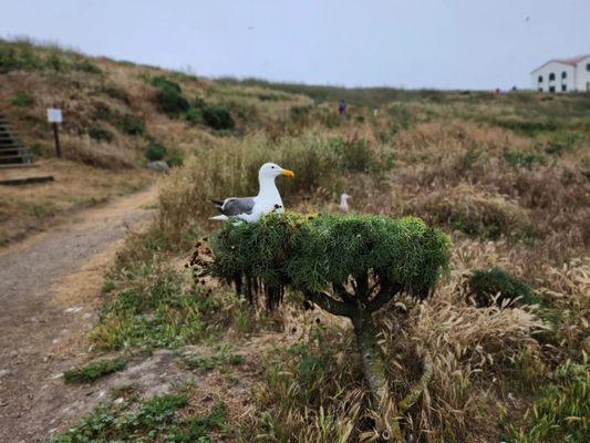 Anacapa Island Channel Islands