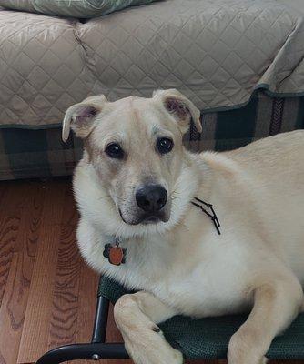 A Plus Professional Pet Grooming