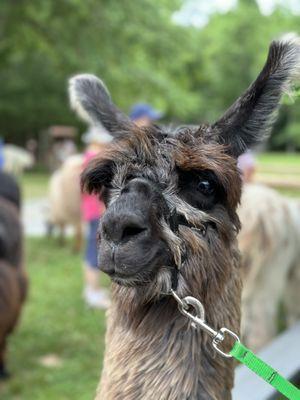 Ellaberry Llama Farm