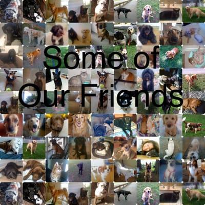 TK Pet Sitters