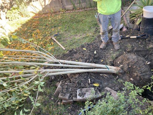 Paisajismo Y Gardineria Ramirez