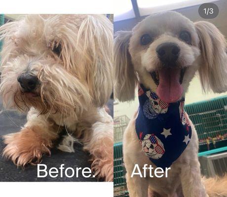 Pet Zone Dog Grooming