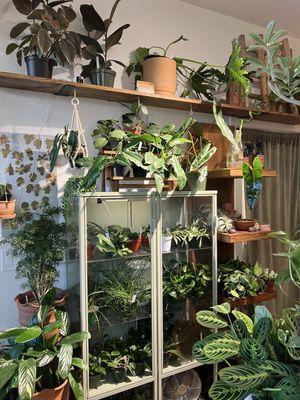 Great healthy looking plants