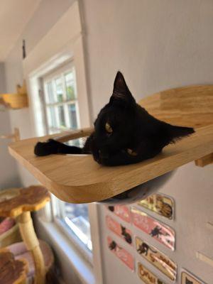 The Toebean Cat Cafe