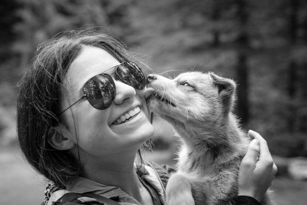 Seavey's WildRide Sled Dog Rodeo