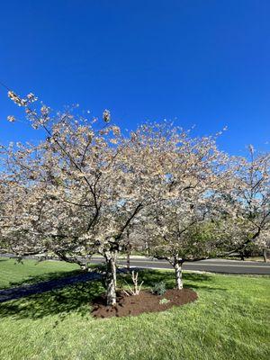 Ashley’s Lawns and Landscaping