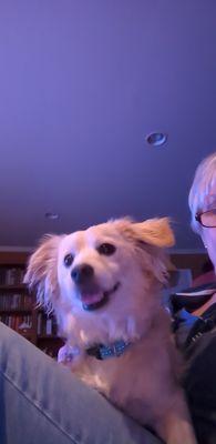 Fairy Tails Dog Rescue