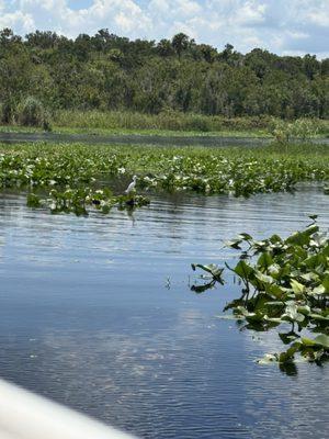 St. John's River Eco Rours