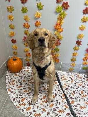 Golden Valley Animal Hospital