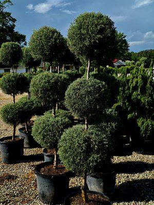 Horticulture Supply Chain