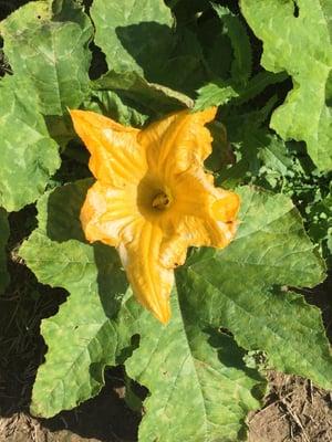 The flower before it becomes a pumpkin!