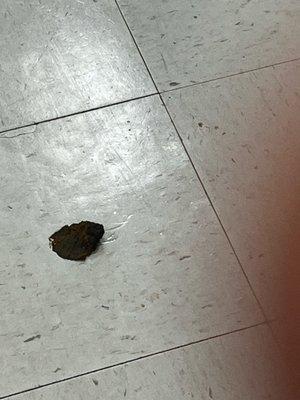 Freshly stepped dog crap in Michaels.