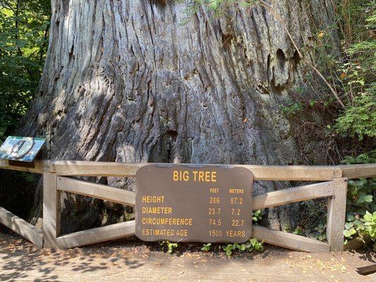 Big Tree