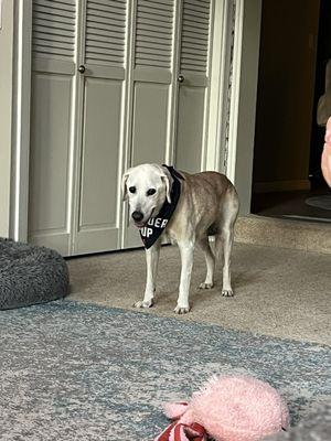 Pampered Pets Veterinary Clinic & Spa