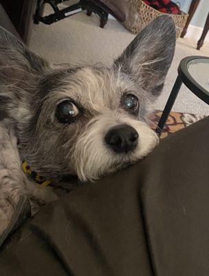 My adorable dog, Lucy