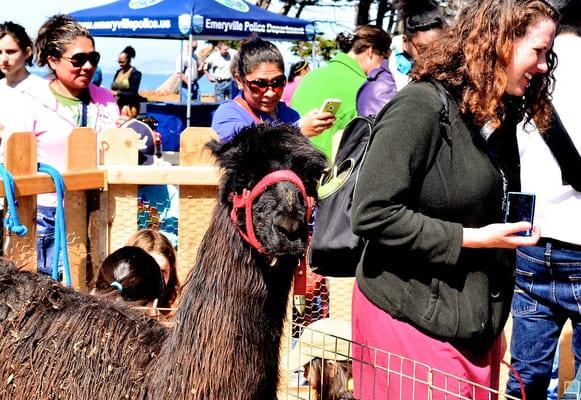 Farm2You at the Emmeryville Spring Carnival 2013