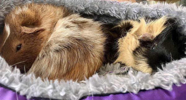 Dubois and LucyInTheSky - my latest happy pair - thanks to successful bonding by WeeCompanions