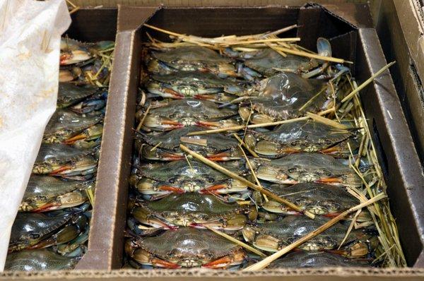 The New Fulton Fish Market