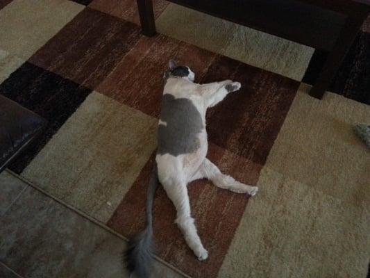 Armsfull of Love Pet Grooming DBA Hearts Full of Love