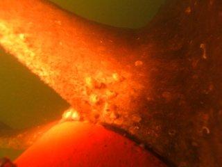 Pow’r Scrub Underwater Services