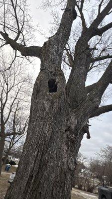 Elder's Tree Service