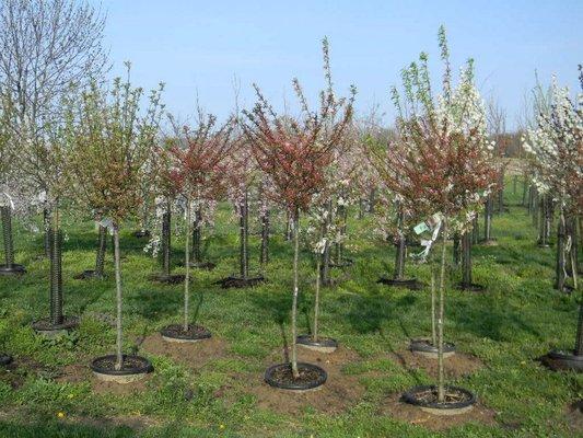 Shademakers Garden Center