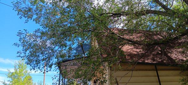 Lee's Tree's and More