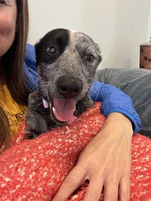 Paws and Claws Pet Care