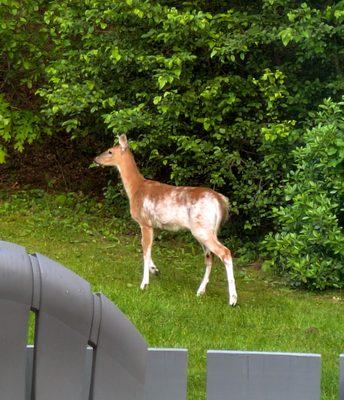 Beauty in the Backyard