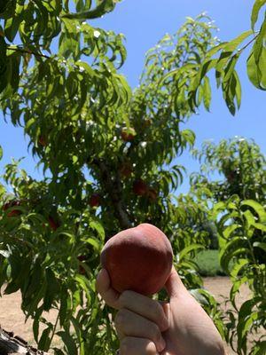 Heritage Family Farm
