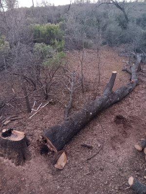 Systemic Tree Service