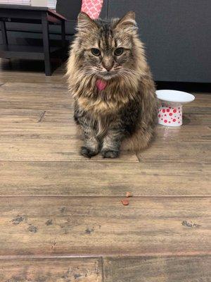 All Star Pet Services