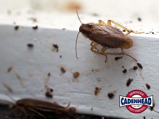 Cadenhead Services Pest Control
